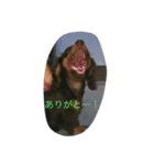 ダックス デイズ（個別スタンプ：11）