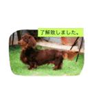 ダックス デイズ（個別スタンプ：12）