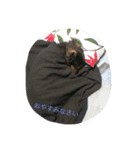 ダックス デイズ（個別スタンプ：16）