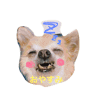 愛犬ラムちゃん（個別スタンプ：1）