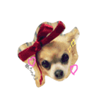 愛犬ラムちゃん（個別スタンプ：3）