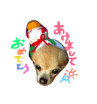 愛犬ラムちゃん（個別スタンプ：5）