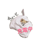 愛犬ラムちゃん（個別スタンプ：7）