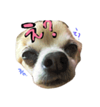 愛犬ラムちゃん（個別スタンプ：8）