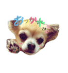 愛犬ラムちゃん（個別スタンプ：10）