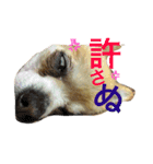 愛犬ラムちゃん（個別スタンプ：11）