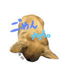 愛犬ラムちゃん（個別スタンプ：12）