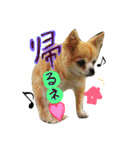 愛犬ラムちゃん（個別スタンプ：15）