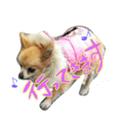 愛犬ラムちゃん（個別スタンプ：16）