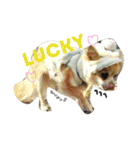 愛犬ラムちゃん（個別スタンプ：18）