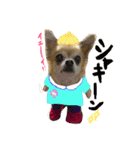 愛犬ラムちゃん（個別スタンプ：20）