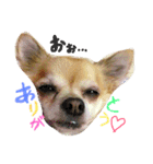 愛犬ラムちゃん（個別スタンプ：21）