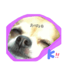 愛犬ラムちゃん（個別スタンプ：22）