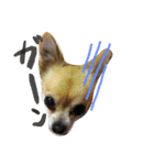 愛犬ラムちゃん（個別スタンプ：24）