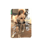 番犬チョコです。（個別スタンプ：3）