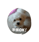 doganddogs（個別スタンプ：1）