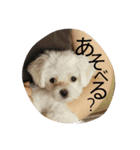 doganddogs（個別スタンプ：2）