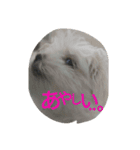 doganddogs（個別スタンプ：3）