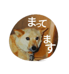 doganddogs（個別スタンプ：4）