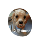 doganddogs（個別スタンプ：5）
