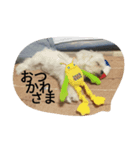 doganddogs（個別スタンプ：6）