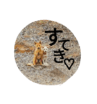 doganddogs（個別スタンプ：7）