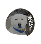 doganddogs（個別スタンプ：8）