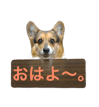おばあちゃんコーギー  太巻き‼︎（個別スタンプ：4）
