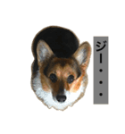 おばあちゃんコーギー  太巻き‼︎（個別スタンプ：6）