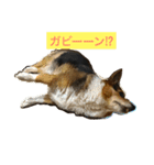 おばあちゃんコーギー  太巻き‼︎（個別スタンプ：7）