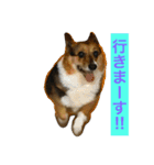 おばあちゃんコーギー  太巻き‼︎（個別スタンプ：9）