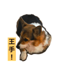 おばあちゃんコーギー  太巻き‼︎（個別スタンプ：10）