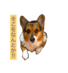 おばあちゃんコーギー  太巻き‼︎（個別スタンプ：14）