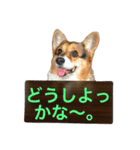 おばあちゃんコーギー  太巻き‼︎（個別スタンプ：16）