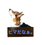おばあちゃんコーギー  太巻き‼︎（個別スタンプ：17）