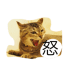 very expressive cat（個別スタンプ：1）
