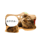 very expressive cat（個別スタンプ：2）