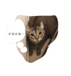 very expressive cat（個別スタンプ：3）