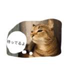 very expressive cat（個別スタンプ：4）