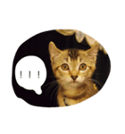 very expressive cat（個別スタンプ：5）