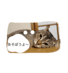 very expressive cat（個別スタンプ：6）