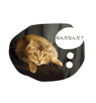 very expressive cat（個別スタンプ：7）