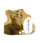 very expressive cat（個別スタンプ：8）