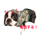 ボストンテリア2（個別スタンプ：3）