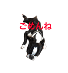 ボストンテリア2（個別スタンプ：4）