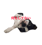 ボストンテリア2（個別スタンプ：8）