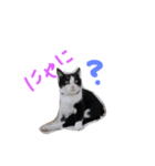 fu ＆ an（個別スタンプ：1）