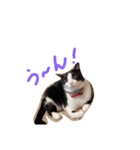 fu ＆ an（個別スタンプ：3）