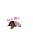 fu ＆ an（個別スタンプ：6）