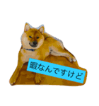 我が家のなつ（個別スタンプ：1）